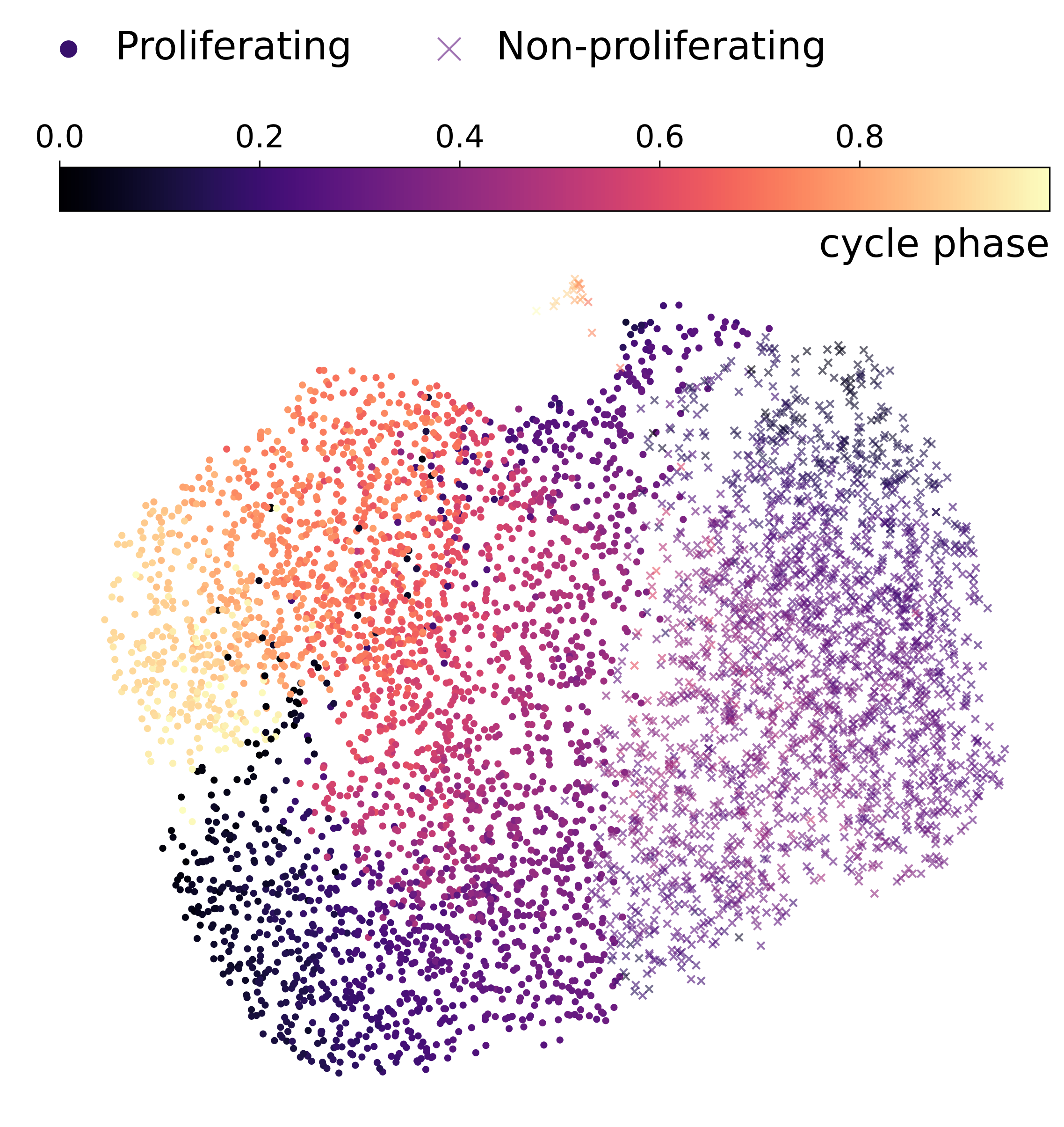 UMAP cell cycle